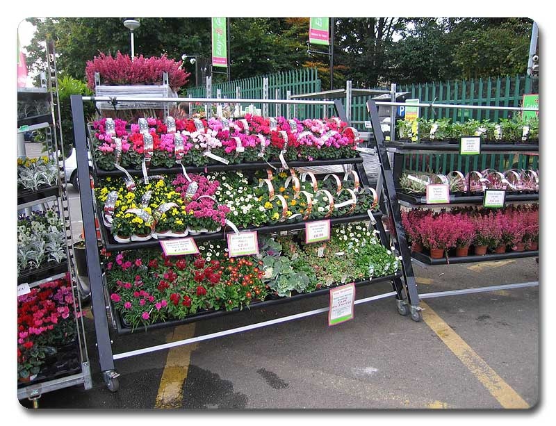floral-ireland-01